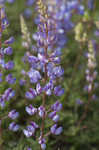 Sundial lupine